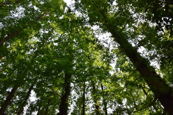 廣州市珠海、天河區全力推進(jìn)秋冬季大氣污染防治攻堅工作