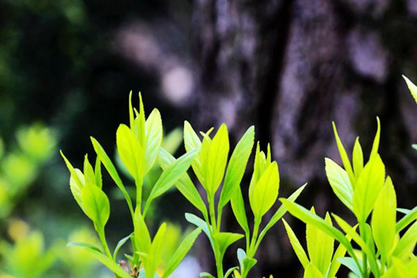 解讀 | 加強土壤污染源頭防控 推進(jìn)協(xié)同治理降本增效