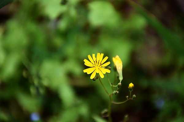 IIGF觀(guān)點(diǎn)|范欣宇、龐心睿：溫室氣體減排交易中心發(fā)展經(jīng)驗——區域及創(chuàng  )新篇 